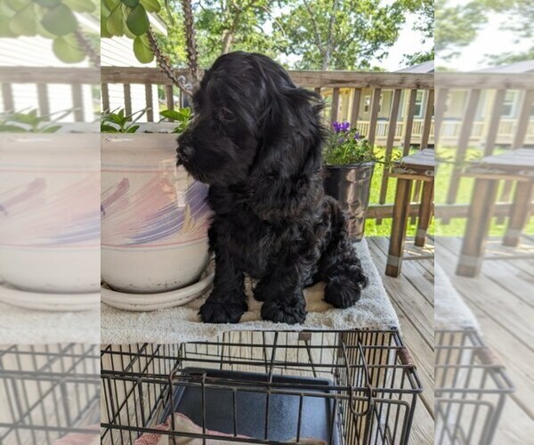 Medium Photo #3 Cock-A-Poo Puppy For Sale in SALEM, MO, USA