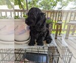 Small #2 Cock-A-Poo