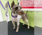 Small #1 Mutt