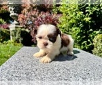 Small #12 Shih Tzu