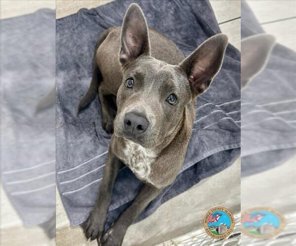 Medium Photo #1 American Bulldog-Unknown Mix Puppy For Sale in Mobile, AL, USA