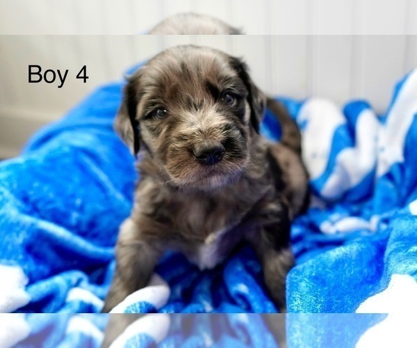 Medium Photo #11 Goldendoodle Puppy For Sale in CARTHAGE, TN, USA