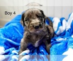 Small #10 Goldendoodle