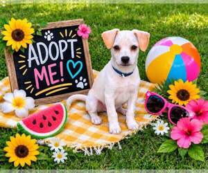 Chihuahua Dogs for adoption in Yardley, PA, USA