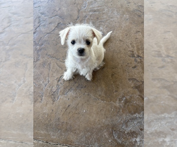Medium Photo #2 Jack Russell Terrier-Maltese Mix Puppy For Sale in ONTARIO, CA, USA