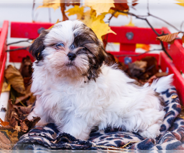 Medium Photo #9 Shih Tzu Puppy For Sale in WAKARUSA, IN, USA