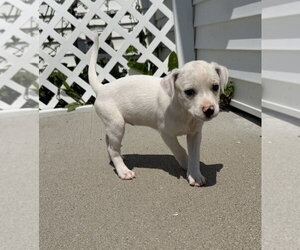 Delaware : Dover - Male Labbe Dog for Adoption - Photo #4