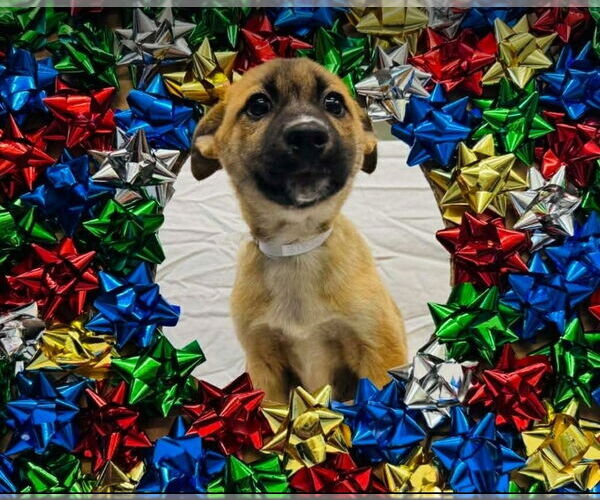 Medium Photo #1 Black Mouth Cur-German Shepherd Dog Mix Puppy For Sale in Lakewood, CO, USA