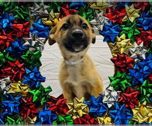 Black Mouth Cur-German Shepherd Dog Mix Dogs for adoption in Lakewood, CO, USA