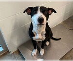 Small American Staffordshire Terrier Mix