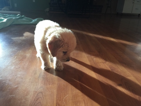 Medium Photo #5 Golden Retriever Puppy For Sale in AUMSVILLE, OR, USA