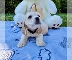 Small #1 Cocker Spaniel