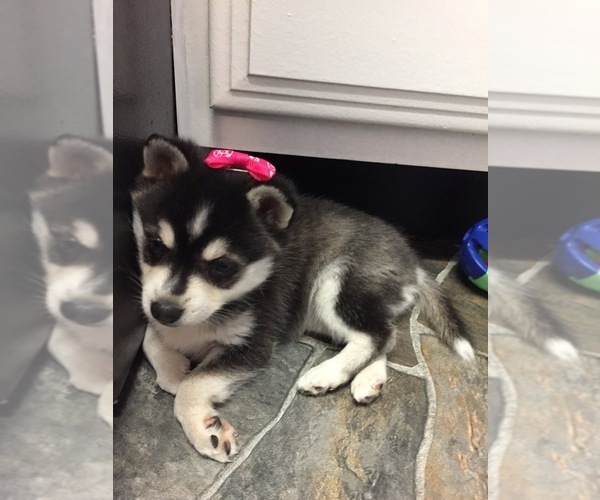 Medium Photo #2 Alaskan Klee Kai Puppy For Sale in WINCHESTER, OH, USA