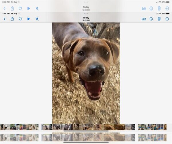 Medium Photo #1 Mutt Puppy For Sale in Holly Springs, NC, USA