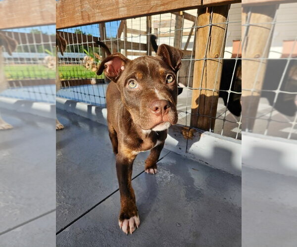 Medium Photo #2 Mutt Puppy For Sale in oakland, FL, USA