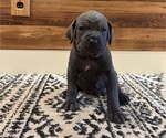 Puppy Syrax Cane Corso