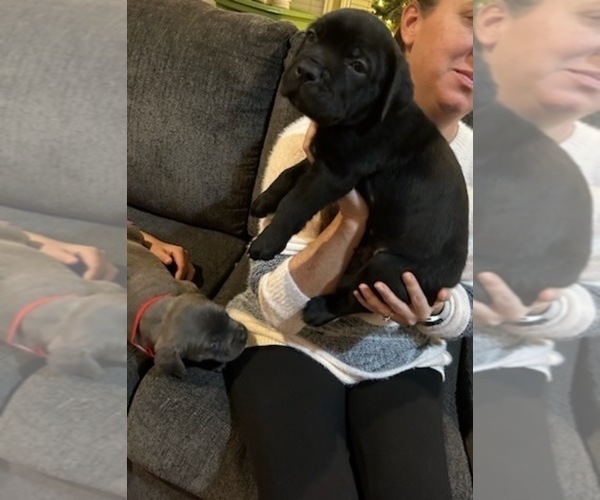 Medium Photo #10 Cane Corso Puppy For Sale in ATASCOCITA, TX, USA