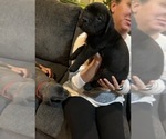 Small Photo #10 Cane Corso Puppy For Sale in ATASCOCITA, TX, USA