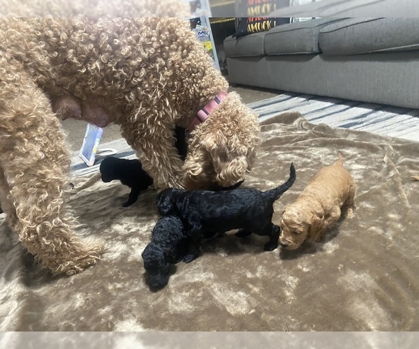 Medium Photo #4 Labradoodle Puppy For Sale in FRESNO, CA, USA