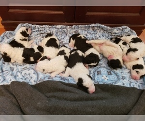 Sheepadoodle Puppy for sale in PALMA CEIA, FL, USA