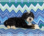Small Photo #5 Miniature Bernedoodle Puppy For Sale in OXFORD, PA, USA