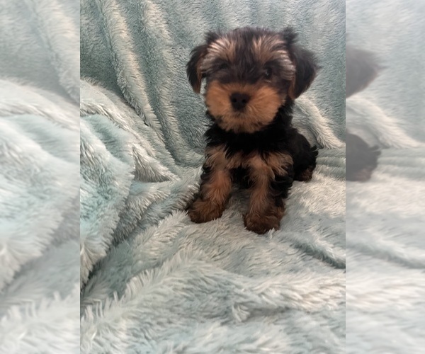 Medium Photo #6 Yorkshire Terrier Puppy For Sale in CASTROVILLE, TX, USA
