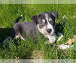 Small #4 Mutt