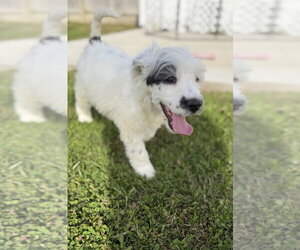 Idaho : Hailey - Female Labsky Dog for Adoption - Photo #2