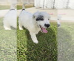 Small Photo #2 Labsky Puppy For Sale in Aurora, IN, USA