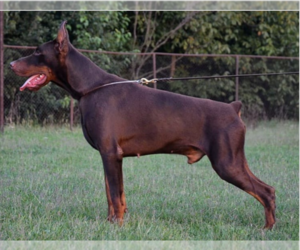 Father of the Doberman Pinscher puppies born on 05/07/2025