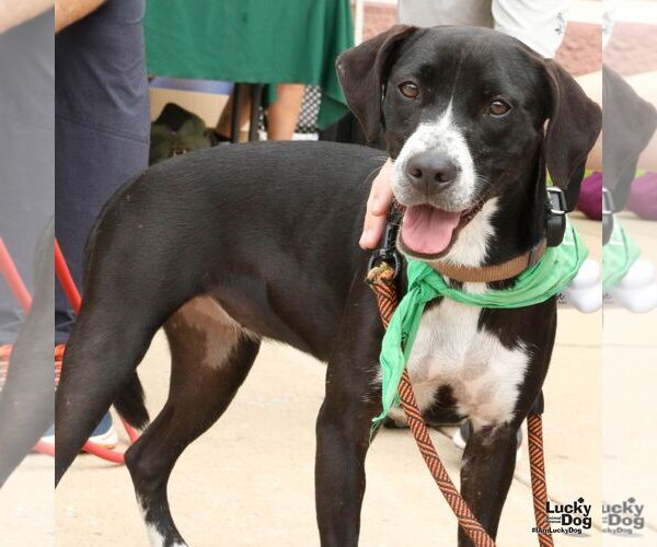 Medium Photo #3 Lab-Pointer Puppy For Sale in Washington, DC, USA
