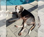 Small #10 Beagle