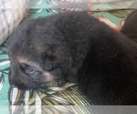 Small Photo #5 German Shepherd Dog Puppy For Sale in KENNESAW, GA, USA