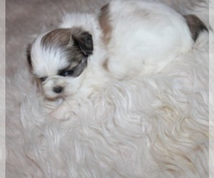 Shih Tzu Puppy for sale in THAYER, KS, USA
