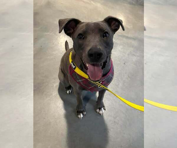 Medium Photo #3 American Pit Bull Terrier-Unknown Mix Puppy For Sale in Minneapolis, MN, USA