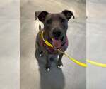 Small #2 American Pit Bull Terrier Mix