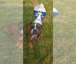 Small #1 Bulldog Mix