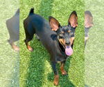 Small Miniature Pinscher Mix