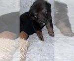 Small Photo #1 Miniature American Shepherd Puppy For Sale in HOUSTON, TX, USA