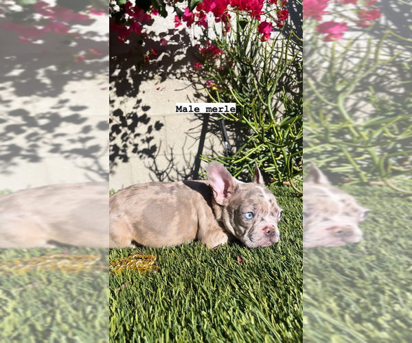 Medium Photo #2 French Bulldog Puppy For Sale in LOS ANGELES, CA, USA