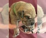 Small #6 Great Dane