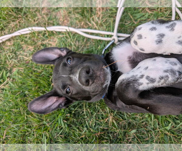 Medium Photo #2 Labrador Retriever-Unknown Mix Puppy For Sale in pomfret, CT, USA