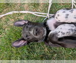 Small #1 Labrador Retriever Mix
