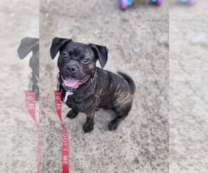 Boxer-Pug Mix Dogs for adoption in Atlanta, GA, USA