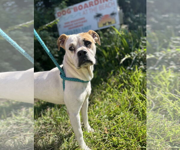 Medium Photo #14 Bulloxer Puppy For Sale in Myrtle Beach, SC, USA