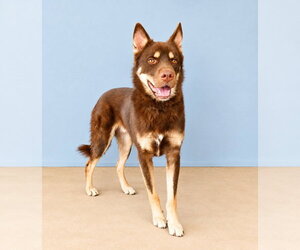NUKA - Male Siberian Husky Dog for Adoption - Photo #2