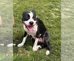 Small #1 American Boston Bull Terrier