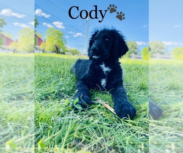 Medium Photo #10 Labradoodle-Poodle (Standard) Mix Puppy For Sale in COOKEVILLE, TN, USA