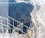 Small #5 American Pit Bull Terrier Mix