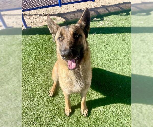 Medium Photo #1 German Shepherd Dog Puppy For Sale in HESPERIA, CA, USA